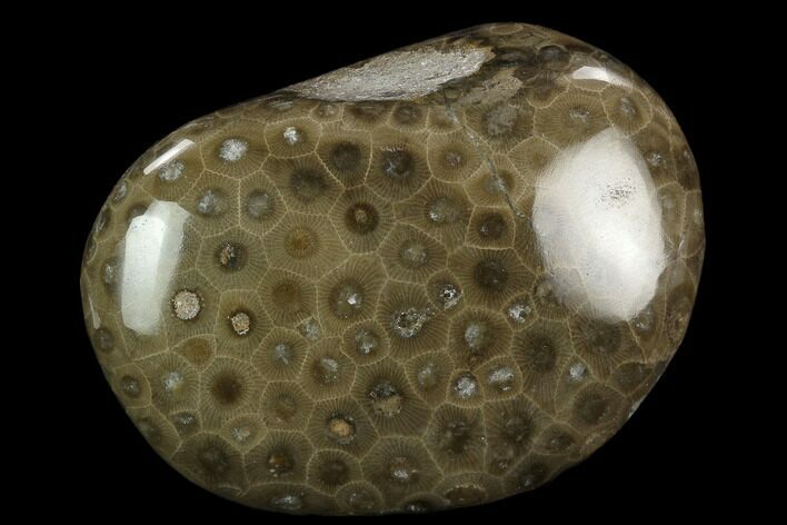Polished Petoskey Stone (Fossil Coral) - Michigan #131088